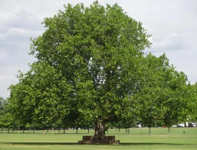 Платан восточный: особенности величественного дерева, посадка и уход, фото восточного  платана