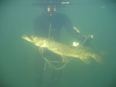 Подводная охота в Геленджике — выгодные цены на развлечение