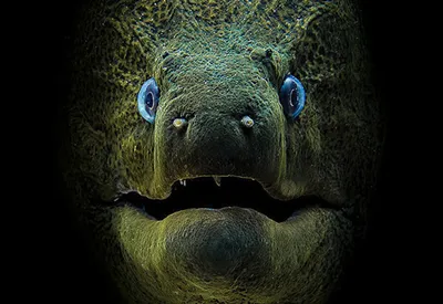 Где живут морские чудовища: 13 таинственных фото подводного мира -  25.08.2018, Sputnik Казахстан