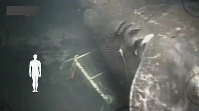 Подводные чудовища, случайно снятые на камеру: видео - ЗНАЙ ЮА