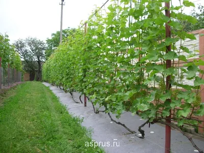 Подвязка винограда фото