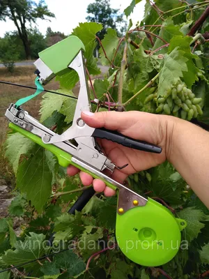 Степлер для подвязки винограда и других растений Інструмент для  підв'язування винограду, цена 400 грн — Prom.ua (ID#494379999)