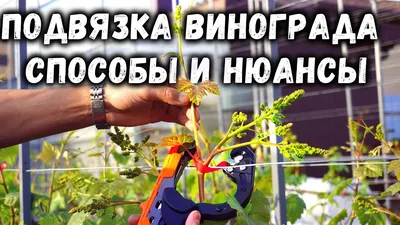 ВИДЕО: Подвязка винограда - способы и нюансы!, смотреть онлайн!