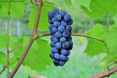Шпалера для винограда своими руками. Правильная подвязка винограда к  шпалере смотреть онлайн видео от Антонов Сад в хорошем качестве.