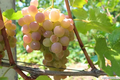 Уход за виноградом Байконур \u0026#8211; советы и рекомендации | Официальный сайт