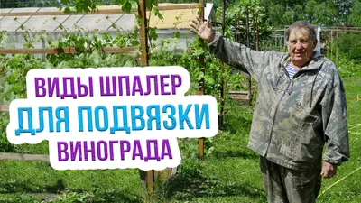 Виды шпалер для подвязки винограда - Виноград в Татарстане