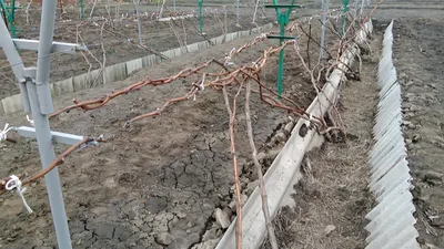 Сухая подвязка винограда - YouTube