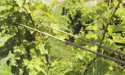 Эко-подвязывание винограда бумажным шпагатом: перенимаем европейский опыт!