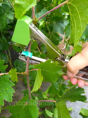 Садовый инструмент для подвязки растений, машинка для ручной подвязки  стеблей овощей, винограда - купить по выгодной цене | AliExpress