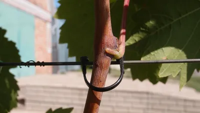 Новый вид, подвязки для винограда 2017г. - YouTube