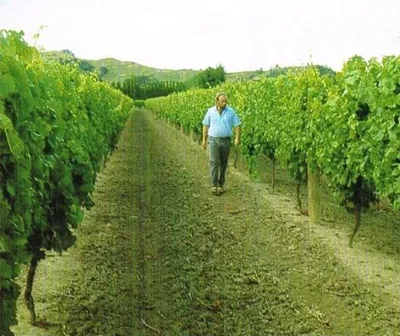 Система формировки куста с вертикальной подвязкой побегов (VSP) - CLER -  качественное виноделие и виноградарство