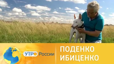 Щенок Поденко Ибиценко Podenco борзая купить в Москве | Животные и  зоотовары | Авито