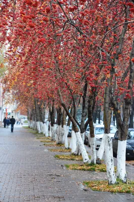 Поздняя осень в Кемерово