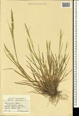MW0601780, Agrostis stolonifera (Полевица побегоносная), specimen