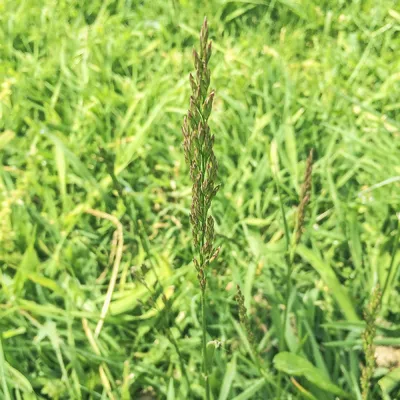 Полевица побегоносная (Agrostis stolonifera) - PictureThis