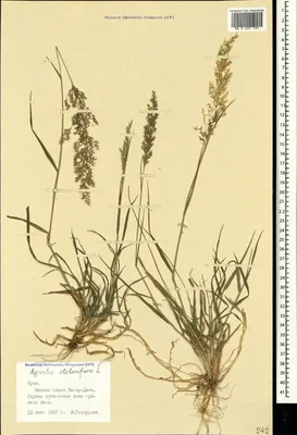 MW0601791, Agrostis stolonifera (Полевица побегоносная), specimen