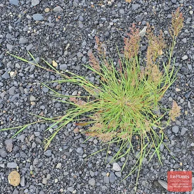 Полевица побегоносная (Agrostis stolonifera) — описание, выращивание, фото  | на LePlants.ru