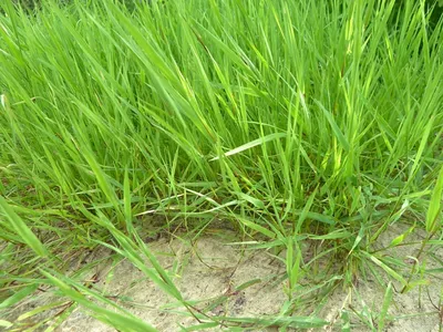 Agrostis stolonifera - Изображение особи - Плантариум