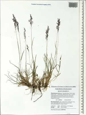 MW0223886, Agrostis stolonifera (Полевица побегоносная), specimen