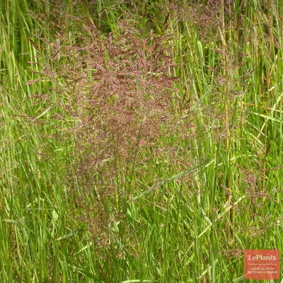 Полевица побегоносная (Agrostis stolonifera) — описание, выращивание, фото  | на LePlants.ru