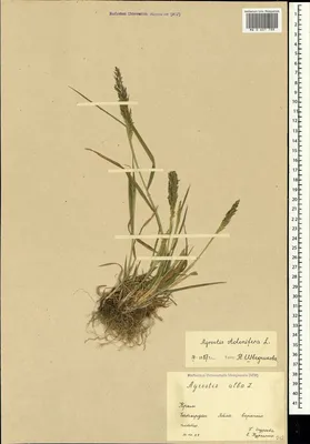 MW0601788, Agrostis stolonifera (Полевица побегоносная), specimen