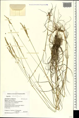 MW0601801, Agrostis stolonifera (Полевица побегоносная), specimen