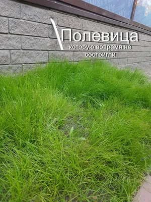 Газон Полевица побегоносная семена низкорослая газонная трава для ленивых,  цена 250 грн — Prom.ua (ID#1059698602)
