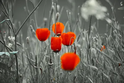 Маки Цветы Полевые - Бесплатное фото на Pixabay