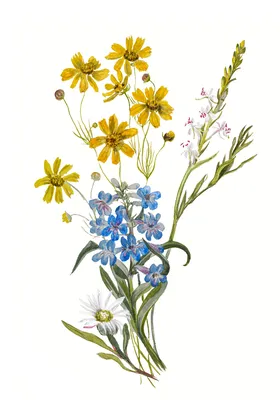Букет полевых цветов и малина. Фотограф Алла Шевченко