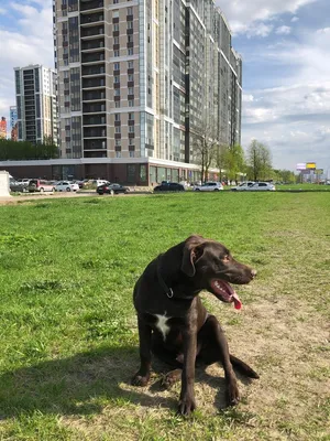 Полис на Неве, жилой комплекс, Октябрьская наб., 2, Санкт-Петербург —  Яндекс Карты