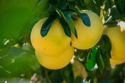 ПОМЕЛО \"ШАМБАР\" (Citrus grandis \"Shambar\")