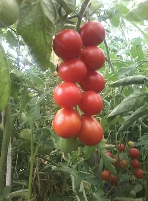 Купить семена помидор Солероссо F1 на дачу почтой | оптом и в розницу