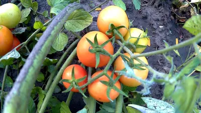 900 кг с 1-ой сотки томат помидор детерменантный солероссо f1 - YouTube
