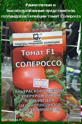 томат Солероссо | Выращивание томатов, Простота