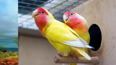 Попугаи неразлучники- размножение - YouTube