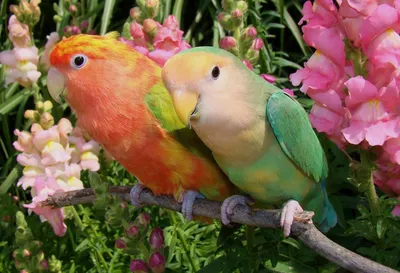 Парочка попугаев неразлучников в окружении цветов | Обои для телефона