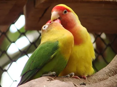 Попугаи неразлучники 🦜 Описание с фото и видео | Pet7