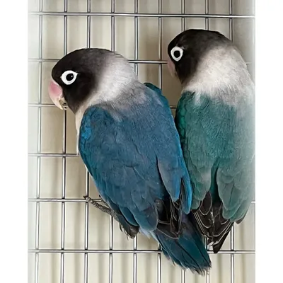 Попугай Неразлучник Масковый синий купить в интернет-магазине AQUA-SHOP