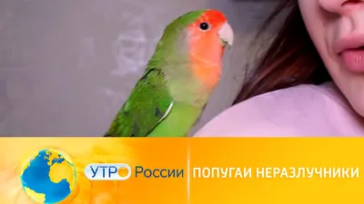 Утро России. Попугаи-неразлучники: особенности породы и уход за птицами