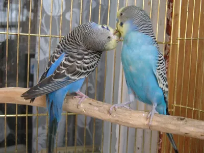 Попугай Волнистый Зеленый самец купить в интернет-магазине AQUA-SHOP