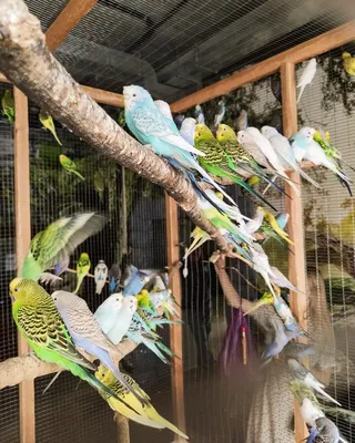 Фото волнистых попугаев - фотографии и изображения волнистых попугаев