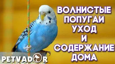 Волнистый попугай в зоомагазинах \"Живой Уголок\" - Доска бесплатных  объявлений Mur.tv