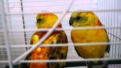 Певчий попугай - YouTube