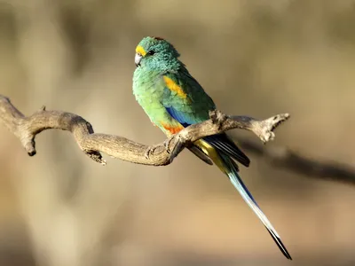 Разноцветный плоскохвостый попугай — Википедия