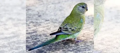 Певчий попугай купить в Прохладном | Животные и зоотовары | Авито