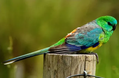 Певчий попугай (23 фото): содержание и разведение поющих попугайчиков.  Сколько они живут?
