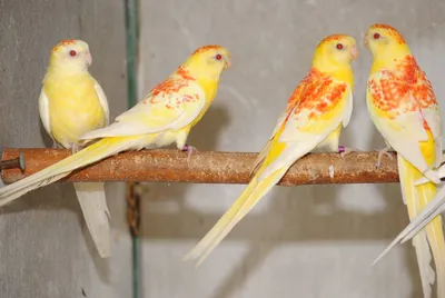 Певчий попугай новая мутация самцы