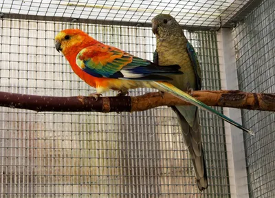 Певчие попугаи - 27 фото: смотреть онлайн
