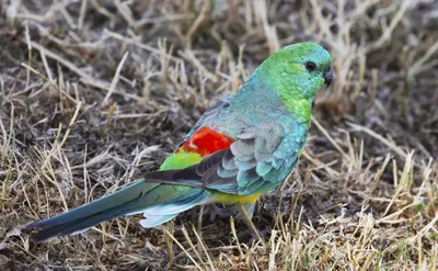 Многоцветный певчий попугай - 35 фото