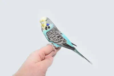 Мелкий попугай - Попугаи